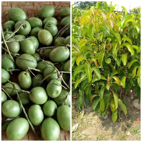 Jalpai 