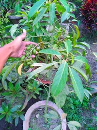 Jalpai 