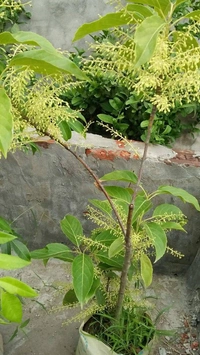 Jalpai 