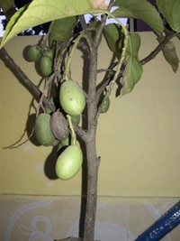 Jalpai 