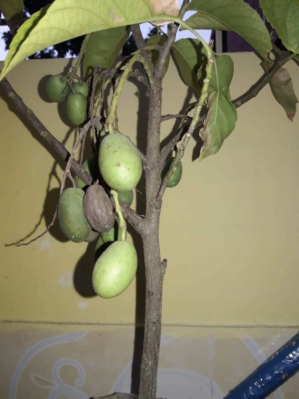 Jalpai 