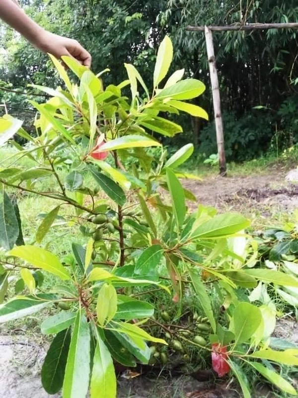 Jalpai 