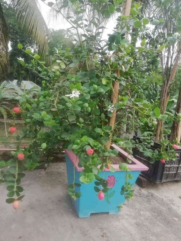 Sweet Thai karanda