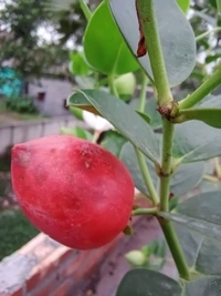 Sweet Thai karanda