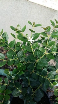 Sweet Thai karanda