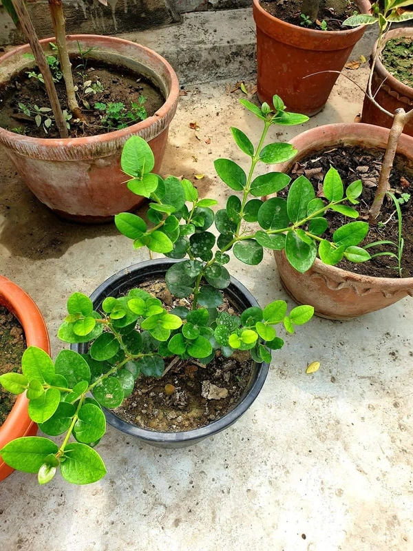 Sweet Thai karanda
