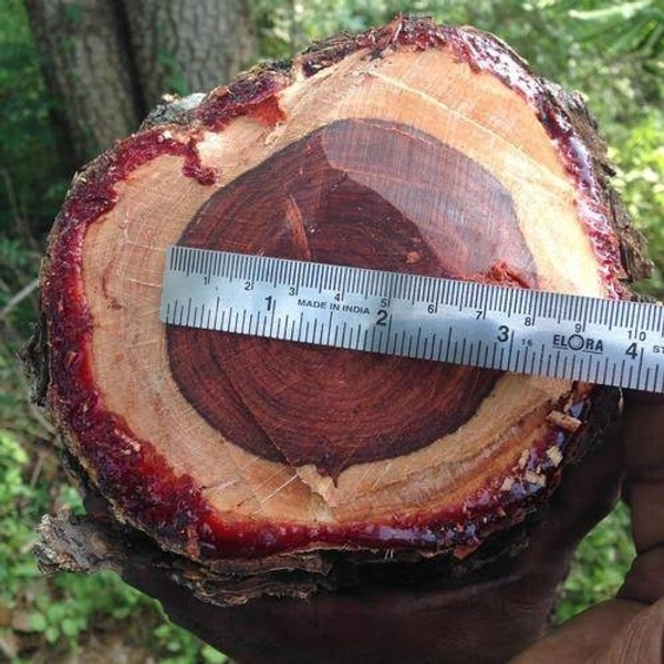 Red Sandalwood ( 2 Plants ) 
