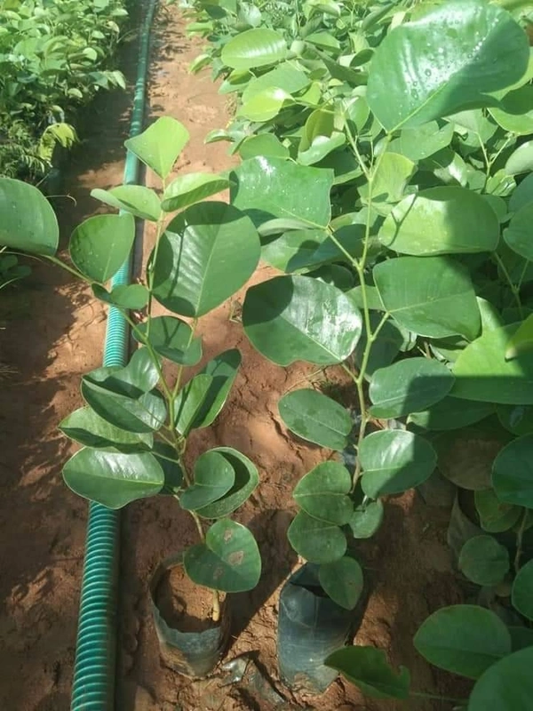 Red Sandalwood ( 2 Plants ) 