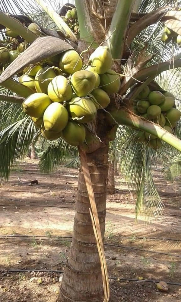 Desi Coconut