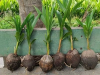 Desi Coconut