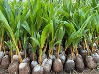 Desi Coconut