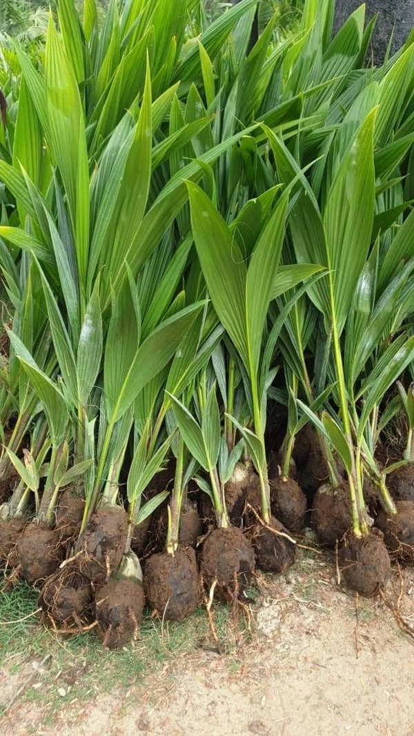 Desi Coconut
