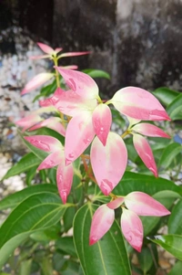 Cinnamon (Daruchini)
