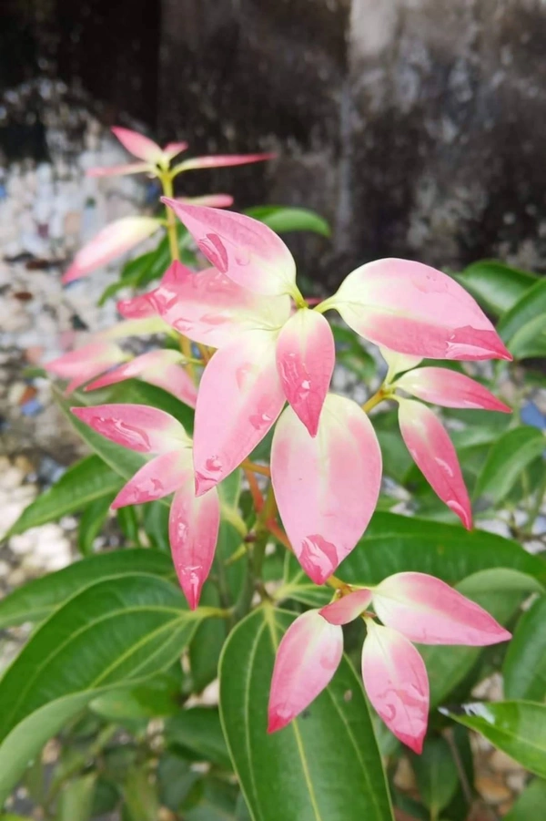 Cinnamon (Daruchini)