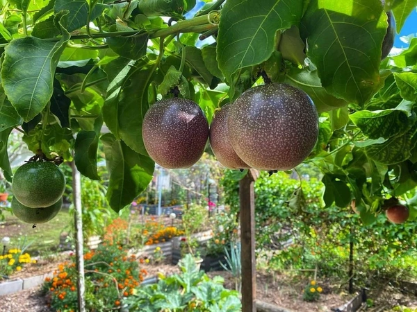 Passion Fruit