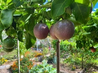 Passion Fruit