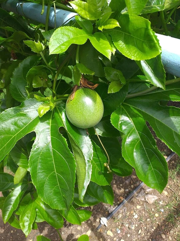 Passion Fruit