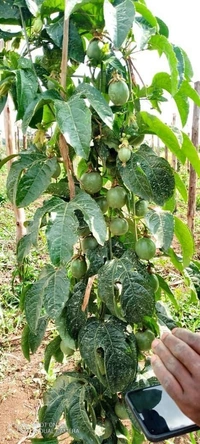 Passion Fruit