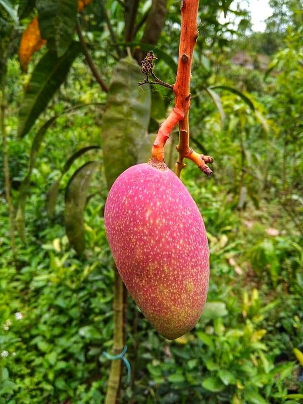 King Of Chakapat Mango 