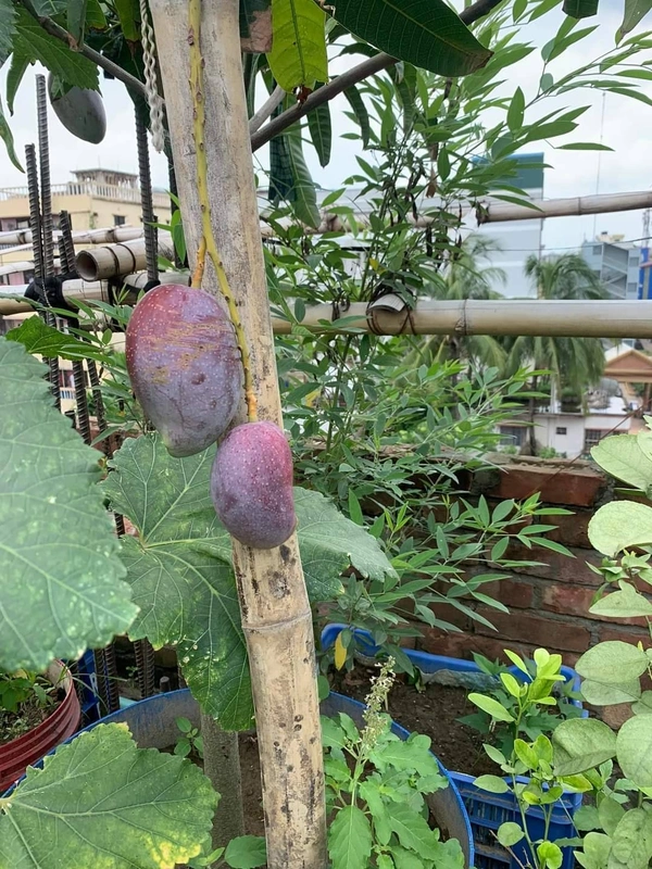King Of Chakapat Mango 