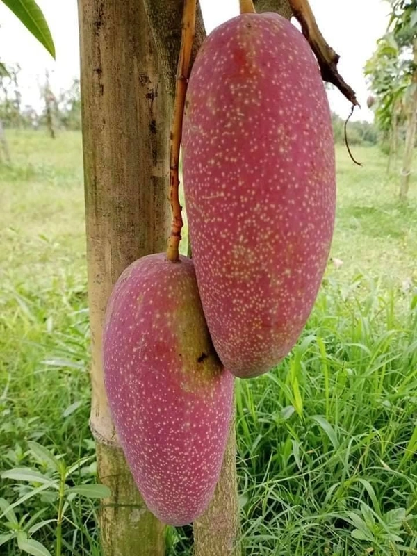 King Of Chakapat Mango 
