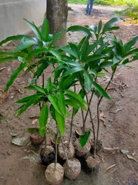 King Of Chakapat Mango 
