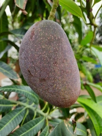 King Of Chakapat Mango 