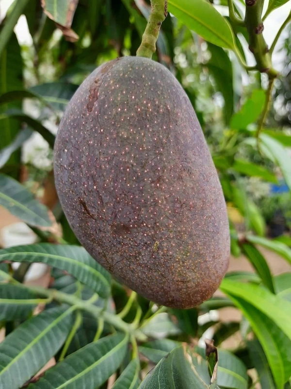 King Of Chakapat Mango 