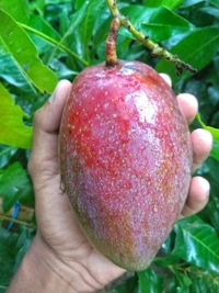 King Of Chakapat Mango 