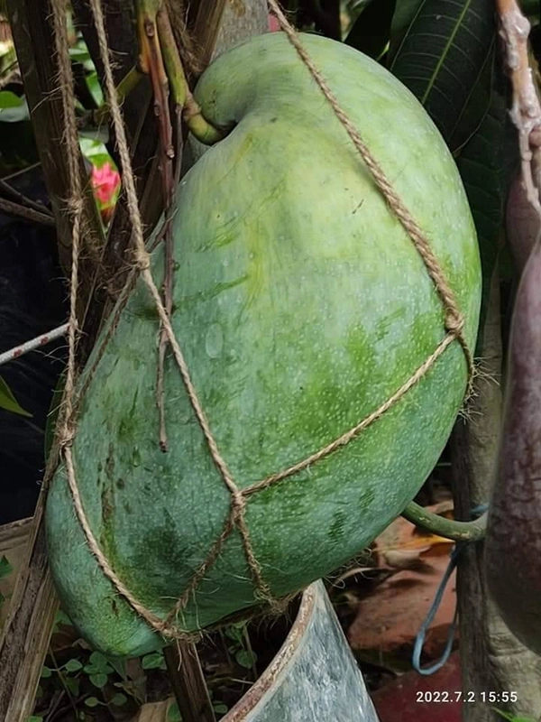 4 Kgs. Mango (African Jambu)