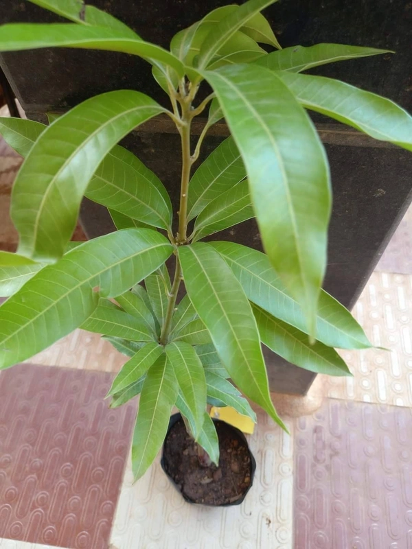 4 Kgs. Mango (African Jambu)