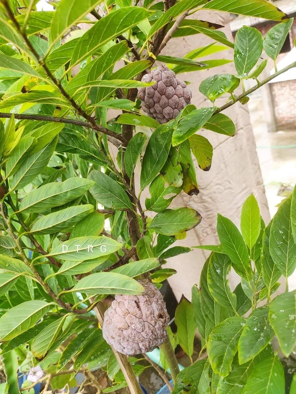 Red Custard Apple 
