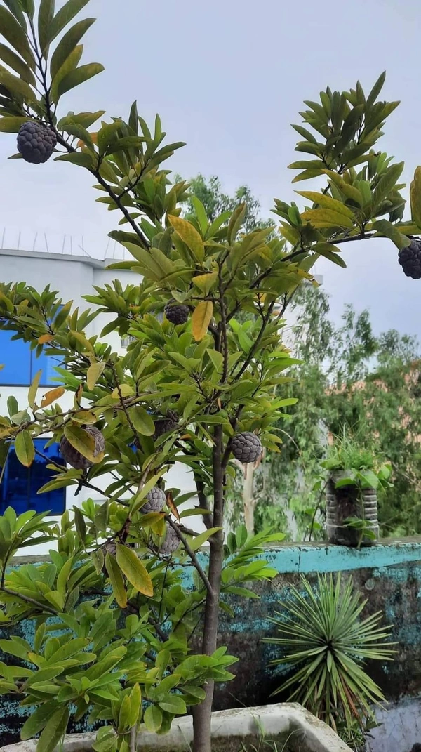Red Custard Apple 