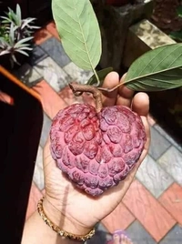 Red Custard Apple 