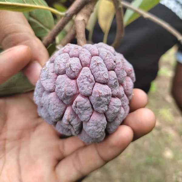 Red Custard Apple 
