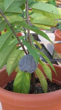 Red Custard Apple 
