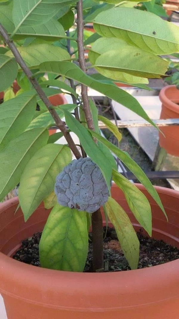 Red Custard Apple 