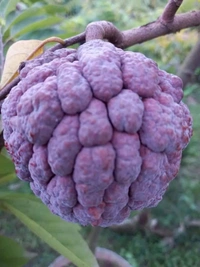 Red Custard Apple 