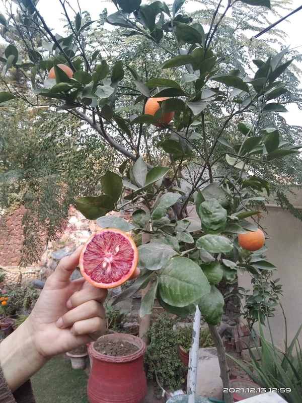 Blood Orange