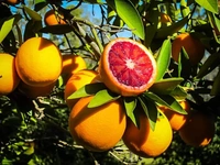Blood Orange