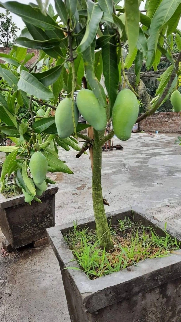Amrupali Mango