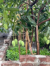Amrupali Mango