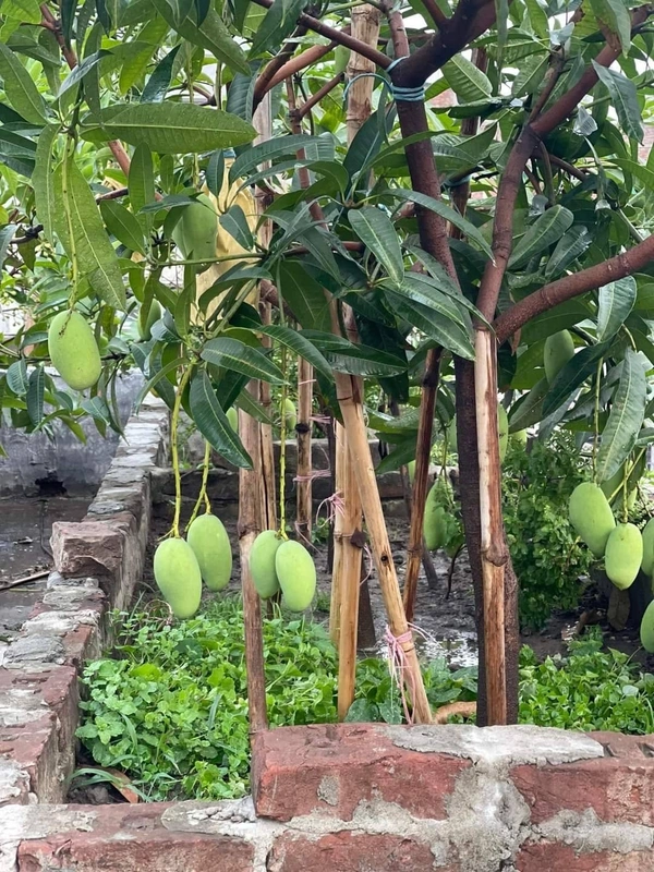 Amrupali Mango