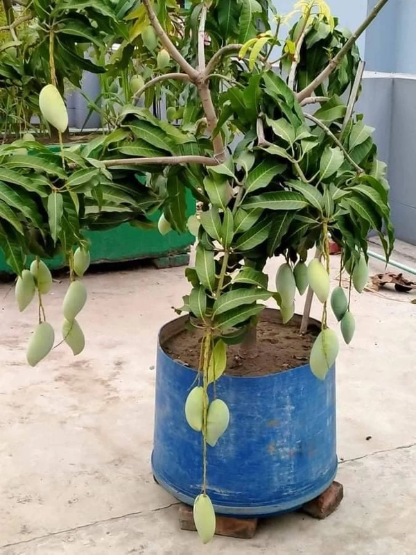 Amrupali Mango
