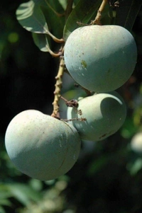 Apple Mango
