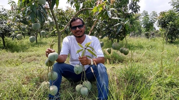 Apple Mango
