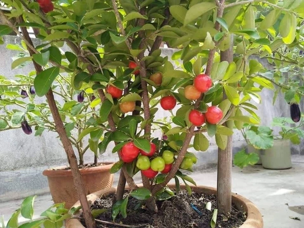 Barbados Cherry
