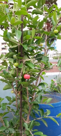 Barbados Cherry
