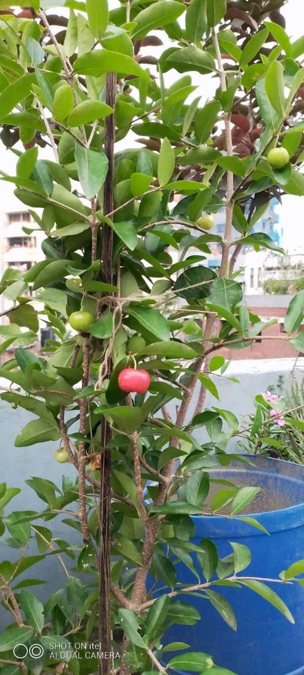 Barbados Cherry