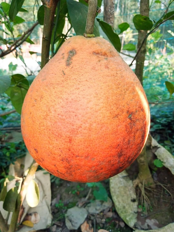 Vietnamese Red (Outdids-Inside) Jambura